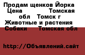 Продам щенков Йорка › Цена ­ 12 000 - Томская обл., Томск г. Животные и растения » Собаки   . Томская обл.